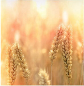 Zdjęcie przestawia źdźbła zbóż