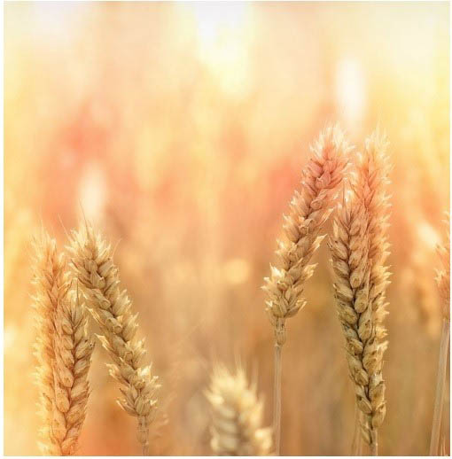 Zdjęcie przestawia źdźbła zbóż